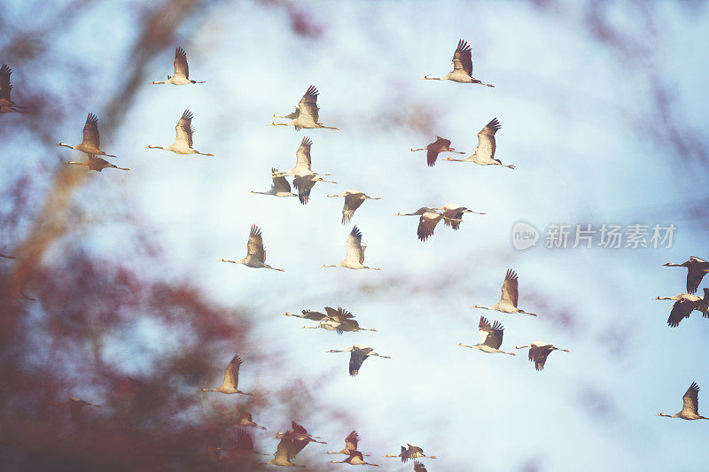 空中鹤群的鸟类迁徙(Grus Grus)